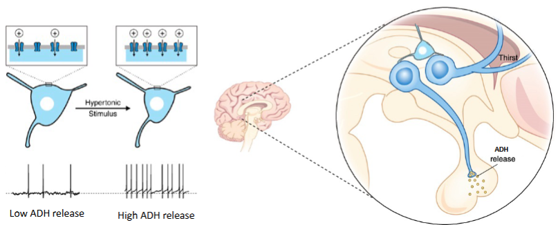 <p>Osmosensitve</p><p>hypothalamic</p><p>thirst and release more ADH from post. pituitary</p>