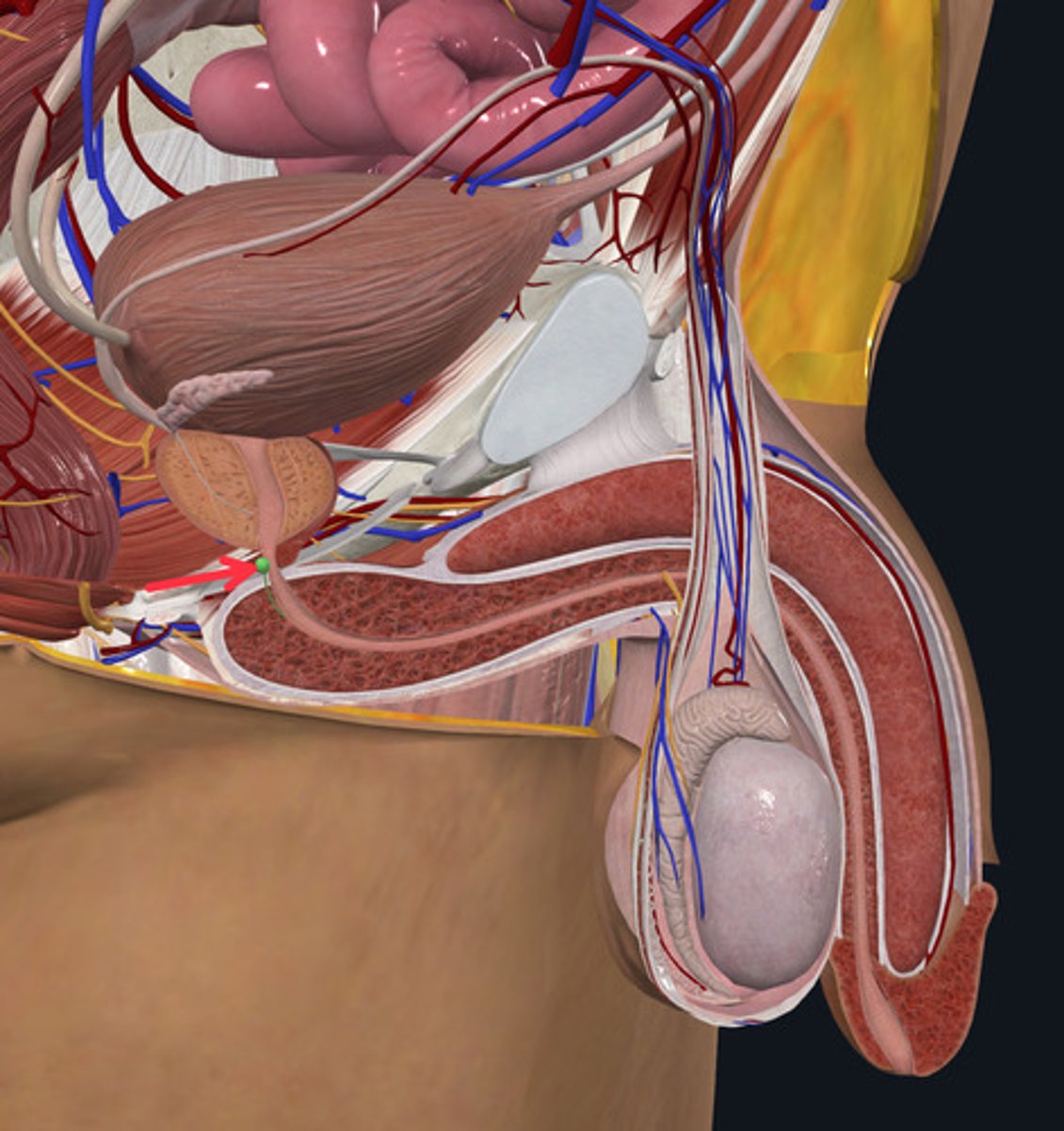 <p>ID Structure Highlighted Green Marked with the Red Arrow</p>