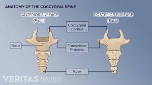 <ul><li><p>very last portion of the vertebral column after the sacrum </p></li><li><p>it is like a triangle shapes/<strong>tailbone</strong></p></li></ul><p></p>