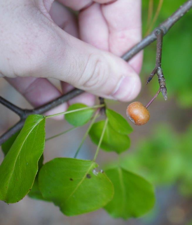 <p>Callery pear</p><p>Family: Rosaceae</p><p>Natural history: Introduced to research and develop fire-blight resistance in fruit pears. Wild parent of the commonly planted cultivar, Bradford pear (x Bradford), planted widely for its flowers despite their odor. Limbs break easily. Invasive in disturbed areas in the south.</p>