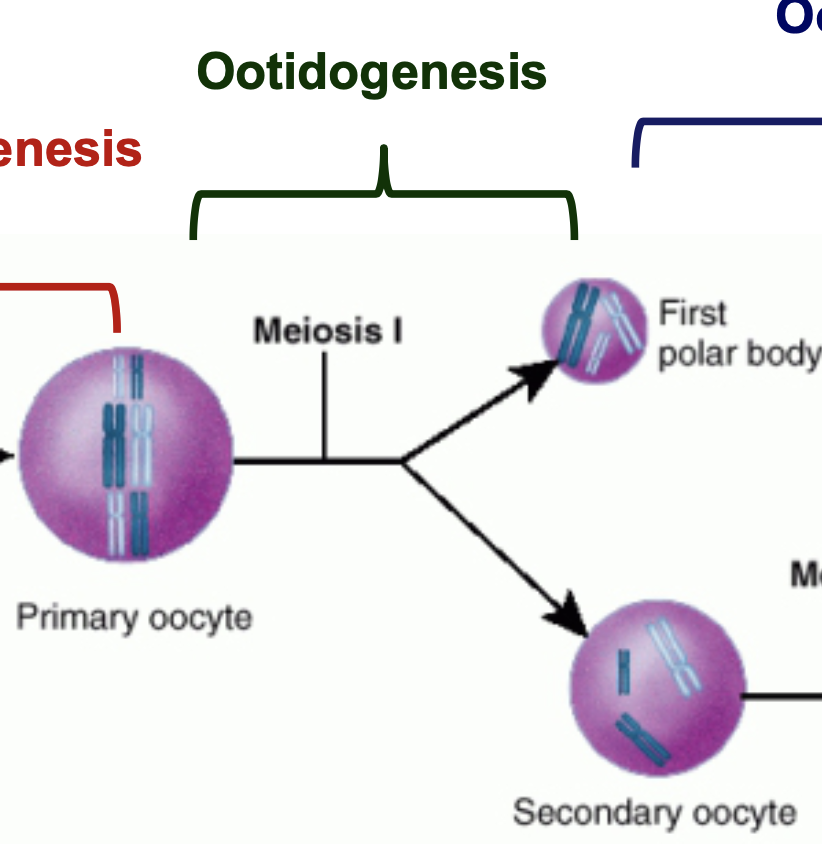 * primary oocyte develops into a secondary oocyte
* It begins at prenatal age, stops in the diplotene \n stage of prophase I of the first meiotic division (dictyate) \n until puberty.
* At puberty, some primary oocytes develop in each \n menstrual cycle, chromosomal crossover occurs, \n meiosis I is completed, first polar body extruded and \n oocyte secondary oocyte