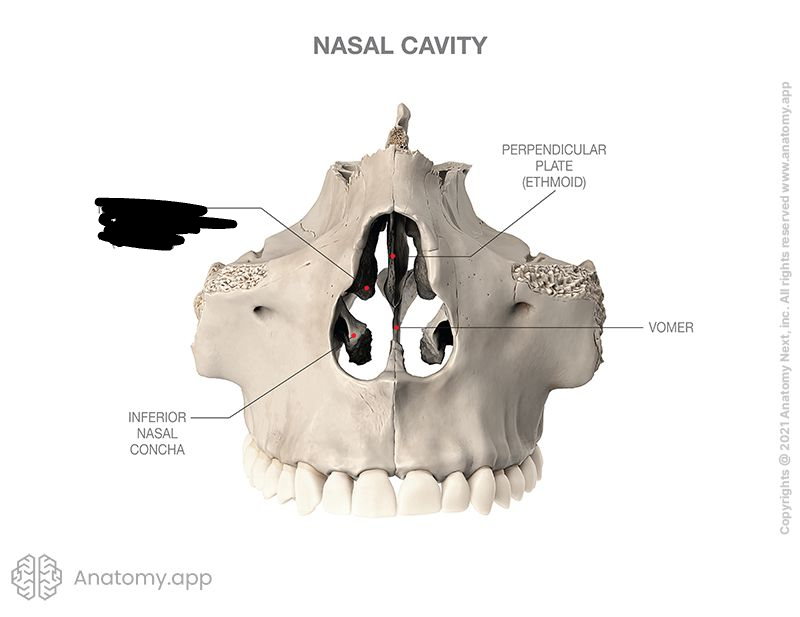 <p>bony marking</p>