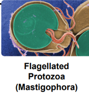 <p>major pathogenic protozoa: Flagellated protozoa</p>