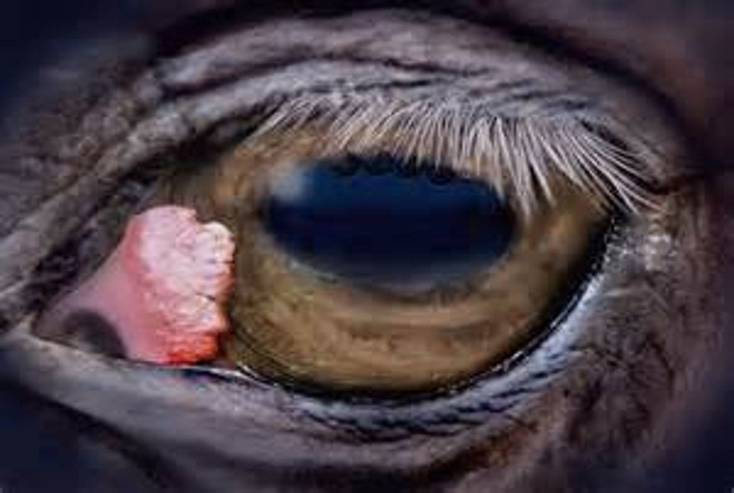 <p>-Eyes, genitalia, nose</p><p>- Pale skinned horses</p>