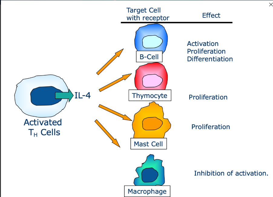 <p>Pleiotropy is an effect cytokines can have on a cell. </p><p>Binds to multiple cells and each cell will have a different reaction and outcome</p>