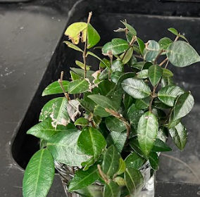 <ul><li><p>very thick cuticle</p></li><li><p>leaf will crack when folded</p></li><li><p>does create flowers</p><ul><li><p>rare</p></li></ul></li></ul><p></p>