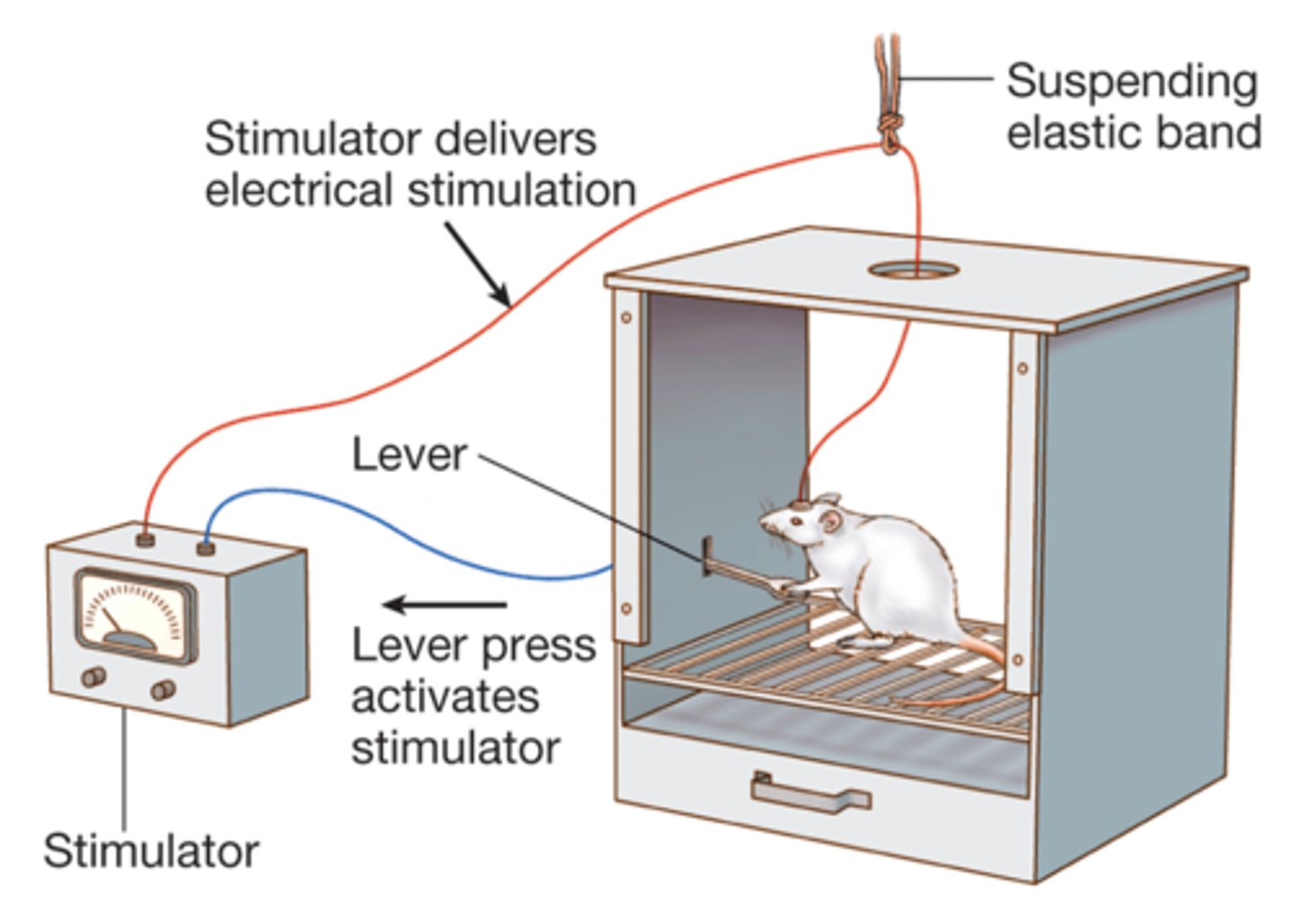<p>Animals learn to press a lever to stimulate reward brain areas (over food and safety!! 😱)</p><p>- Most sensitive areas contain DA neurons, such as medial forebrain bundle</p>