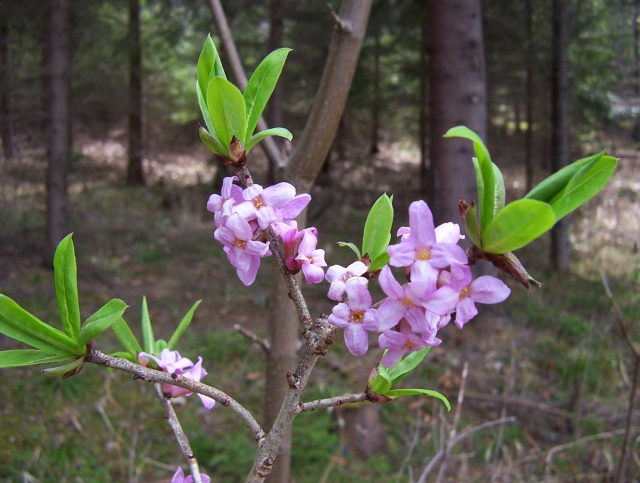 <p>lýkovec jedovatý </p>