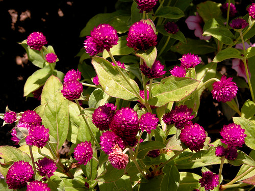 <p>Globe Amaranth, Bachelor Button (Amaranthaceae)</p>