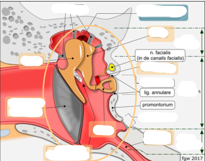 <p>anatomie middenoor</p>
