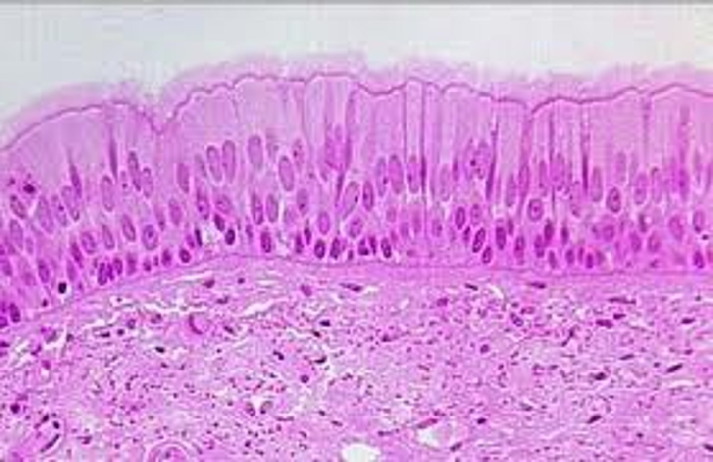<p>single layer of cells that appears to be made up of multiple layers of cells; each cell may have different heights/nucleus positions</p><p>- secretes substances, particularly mucus; propulsion of mucus by ciliary action</p><p>- ciliated variety lines the trachea, most of the upper respiratory tract; male's sperm carrying duct</p>
