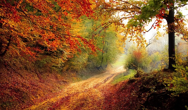 <p>trail</p>