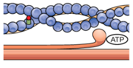 <p>Muscle Contraction: Step 4</p>