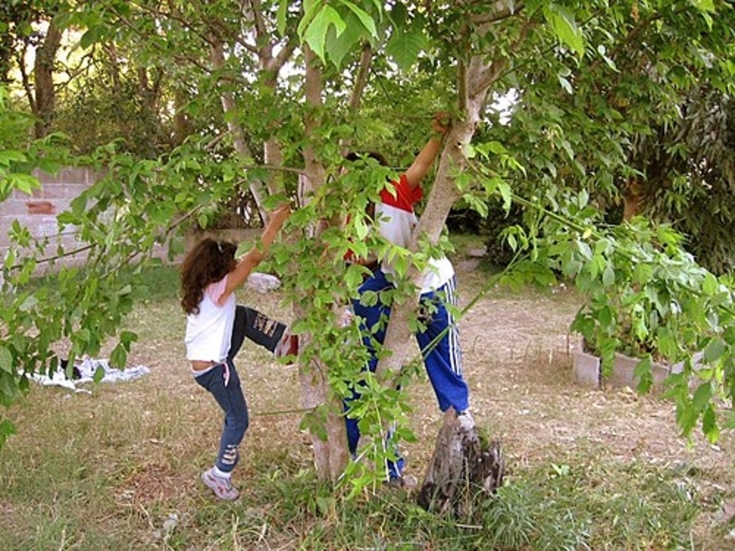 <p>to climb trees, to go up in trees</p>