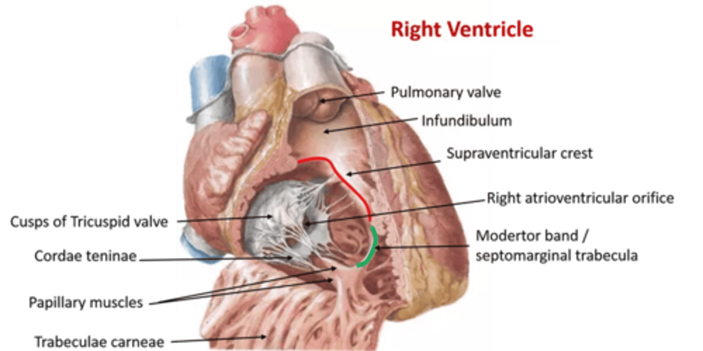 <p>What makes up the tricuspid valve?</p>
