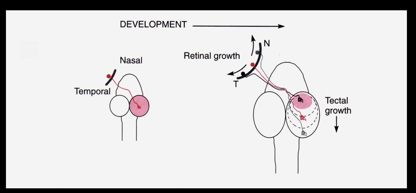 <ul><li><p>have to be <strong>flexible</strong> </p></li><li><p>so they can be <strong>adjusted continually</strong></p></li></ul><p></p>