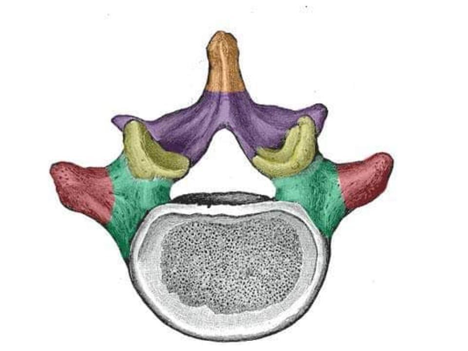 <p>Orange area</p>