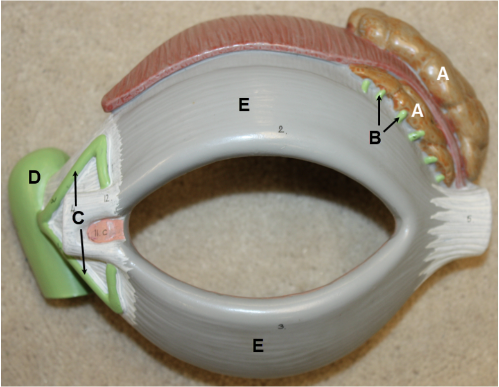 <p><span><span>In the image above, identify structures A-E.</span></span></p>