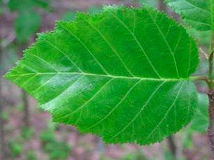 <p><span><strong>Vrchol listu špičatý, list nelepkavý</strong></span></p><p><span><strong>Rovnoběžná žilnatina</strong></span></p>