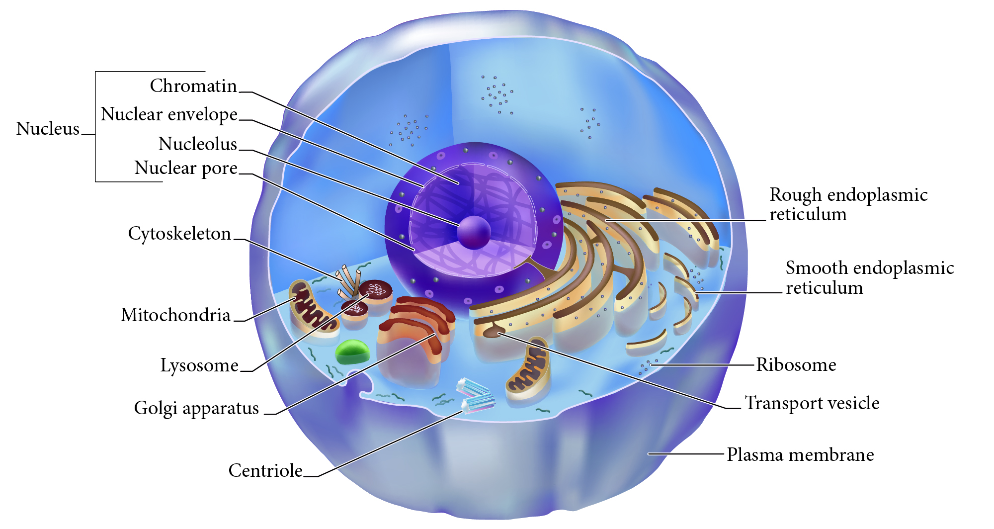 <p><span><span>Nucleolus</span></span></p>