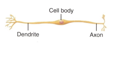 <p>What type of neuron is this?</p>