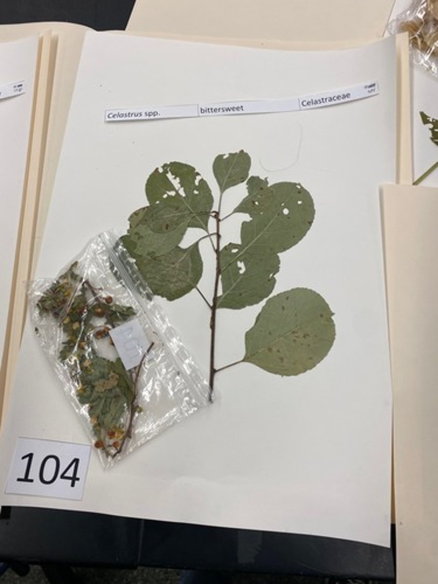 <p>Celastrus spp. (Celastraceae)</p>