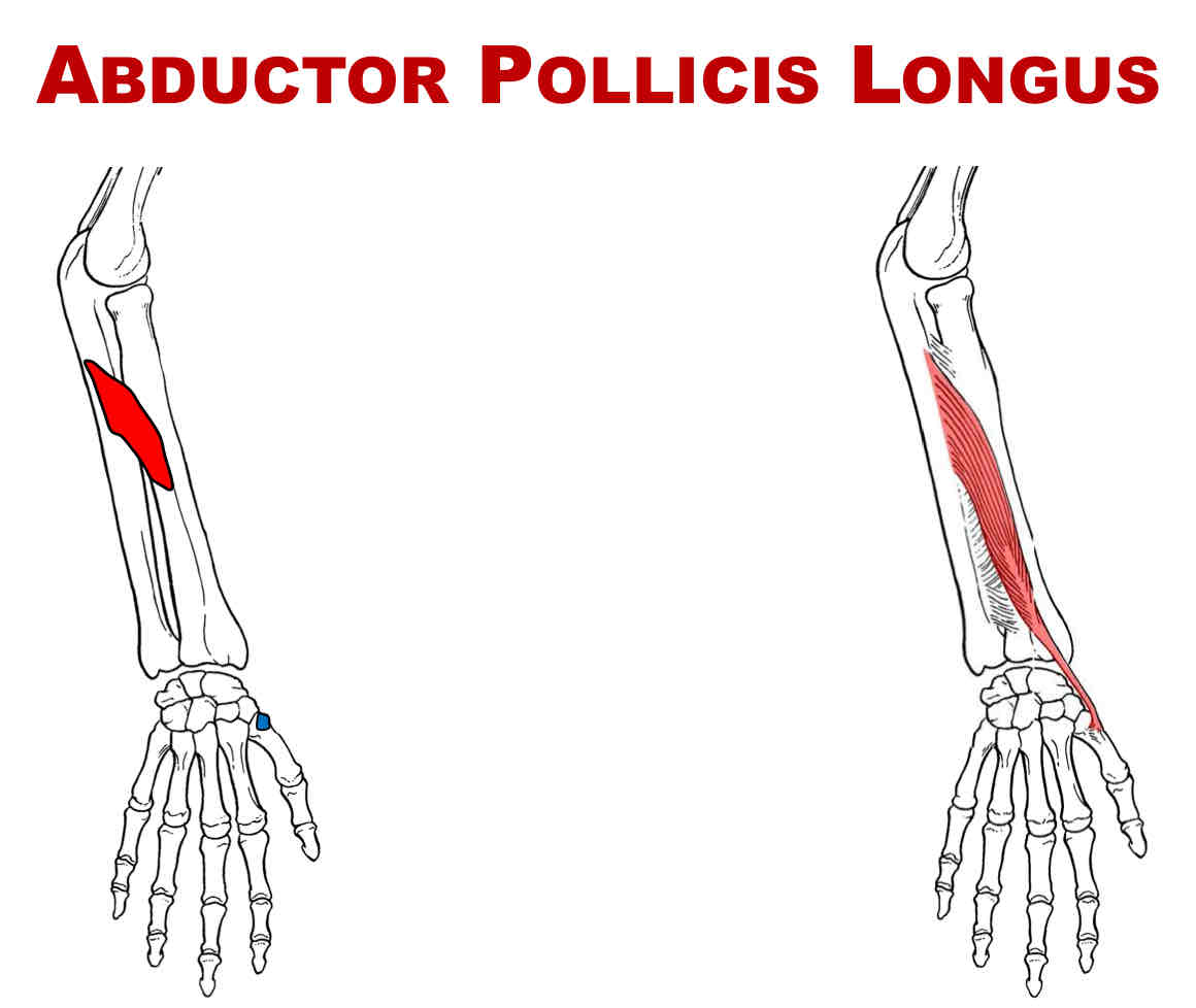 <p>Nerve Supply of Abductor Pollicis Longus</p>