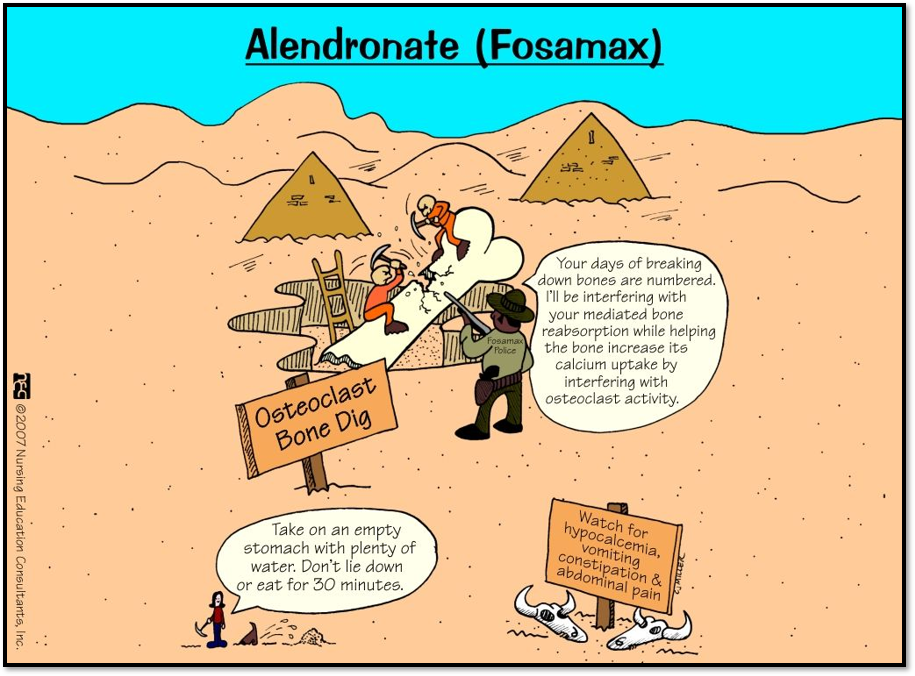 <p><span>•</span><u><span>Biophosphonates (recommended)</span></u></p><ul><li><p><strong>Alendronate</strong></p></li><li><p><span>Risedronate</span></p></li><li><p><strong><span>Zoledronic acid</span></strong></p></li></ul><p><span>•</span><u><span>Monoclonal antibodies</span></u></p><ul><li><p><strong>Denosumab</strong></p></li><li><p><span>Romosozumab</span></p></li></ul><p><span>•</span><u><span>Bisphosphonates (other)</span></u></p><ul><li><p><strong>Ibandronate (Boniva)</strong></p></li></ul><p><span>•</span><u><span>Recombinant parathyroid hormone</span></u></p><ul><li><p><strong>Teriparatide</strong></p></li><li><p><span>Abaloparatide</span></p></li></ul>