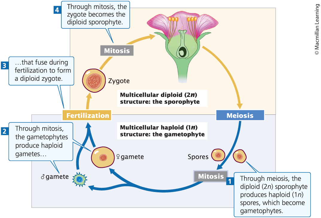 <p>one of the alternating life stages of plants</p>
