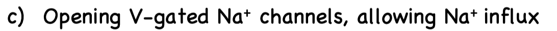 <p>C. because Na+ channel is responsible for depolarization as a fast influx of Na+ creates depolarization</p>