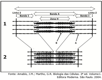 <p>região central da banda A que contém somente filamentos de miosina (sem sobreposição de actina) em músculo relaxado</p>