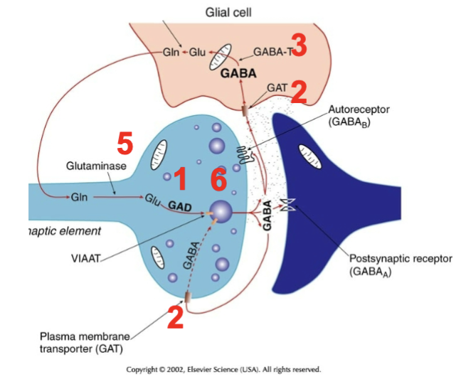 
1. Glutamate --GAD--→ GABA in neuron and then released into synapse
2. glial cells take up GABA and convert it back to Glu then to Gln
3. Neuron converts Gln back to Glu then back to GABA
4. Packaged into vesicles by transporter (VGAT)