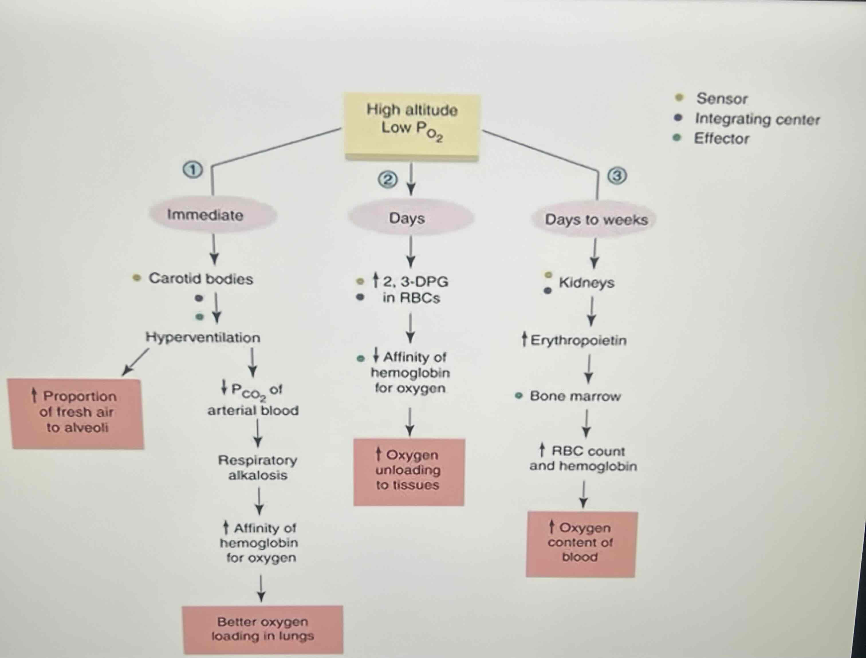 <p>Chart shows</p>