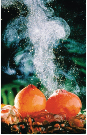 <p>basidiomycete</p>