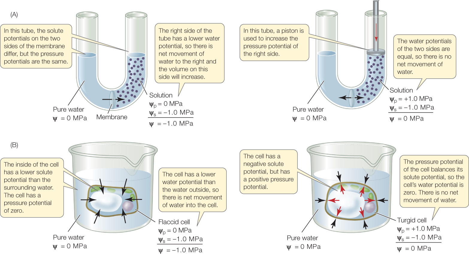 <p>can be defined as the potential energy of water in a solution, or the ability of water to do work.</p>