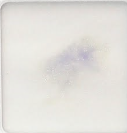 <p>Is this a positive or negative oxidase test?</p>