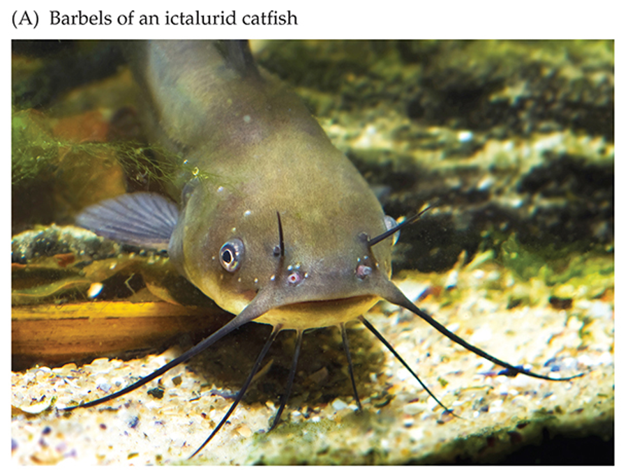 <ul><li><p><strong>No scales</strong> (skin instead)</p></li><li><p>Sensory <strong>barbels</strong> covered in taste buds</p></li><li><p>Spine at the leading edge of the dorsal and pectoral fins</p></li></ul><p>Also: Most catfish are predators and many possess <span data-name="high_voltage" data-type="emoji">⚡</span> electroreceptive organs</p>