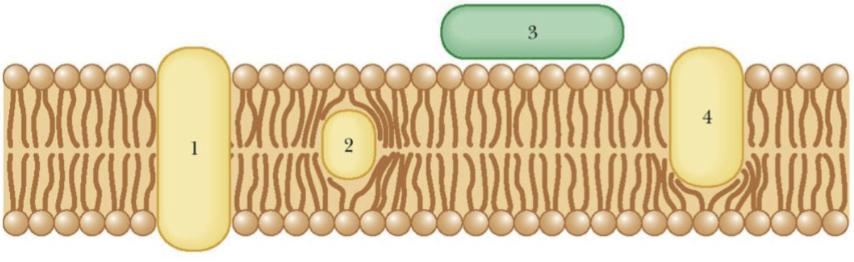 <p><span>Protein 1 – transverses the membrane</span><br><span>Protein 2 – lies entirely within the membrane</span><br><span>Protein 3 – Peripheral</span><br><span>Protein 4 - projects into the membrane</span></p><p>Integral proteins: 1, 2, 4</p><p>Peripheral Protein: 3<br></p>