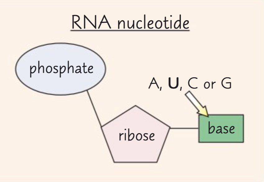 <p>The components of an RNA nucleotide are ribose, a phosphate group and one of the organic bases adenine, cytosine, guanine or uracil.</p>