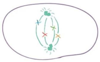 <p><strong>Which of the following phases of mitosis is shown below?&nbsp;</strong></p>