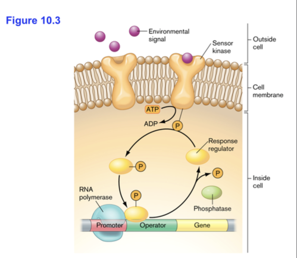 - Extracellular receptor for metabolite
- Intracellular communication pathway
- Binds to environmental signal and self-activates via phosphorylation
