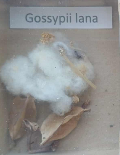 <p>Gossypii lana<br>vatta<br>Gossypium hirsutum<br>Malvaceae</p>