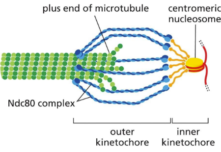 <p><span>large multilayered proteins built on heterochromatin at the centromere of a chromosome&nbsp;</span></p><ul><li><p class="Paragraph SCXW226586700 BCX0" style="text-align: left"><span>Partly microtubules (has microtubules)&nbsp;</span></p></li></ul><ul><li><p class="Paragraph SCXW226586700 BCX0" style="text-align: left"><span>Various events occur with kinetochore microtubules finding kinetochores and motor proteins pushing and pulling (don’t attach to chr. But push and pull to drive things apart)&nbsp;</span></p></li></ul><ul><li><p class="Paragraph SCXW226586700 BCX0" style="text-align: left"><span>Chromosomes move along spindle assembly via motor proteins and possible depolymerization of microtubules&nbsp;</span></p></li></ul><p></p>