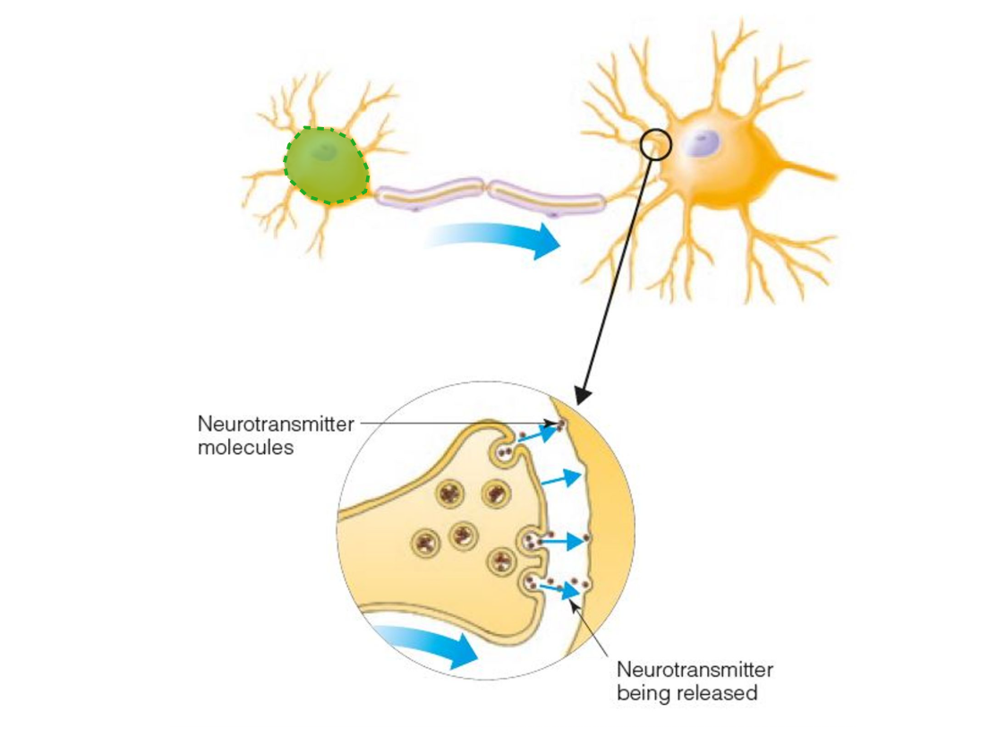 <p><strong>CELL BODY</strong></p>