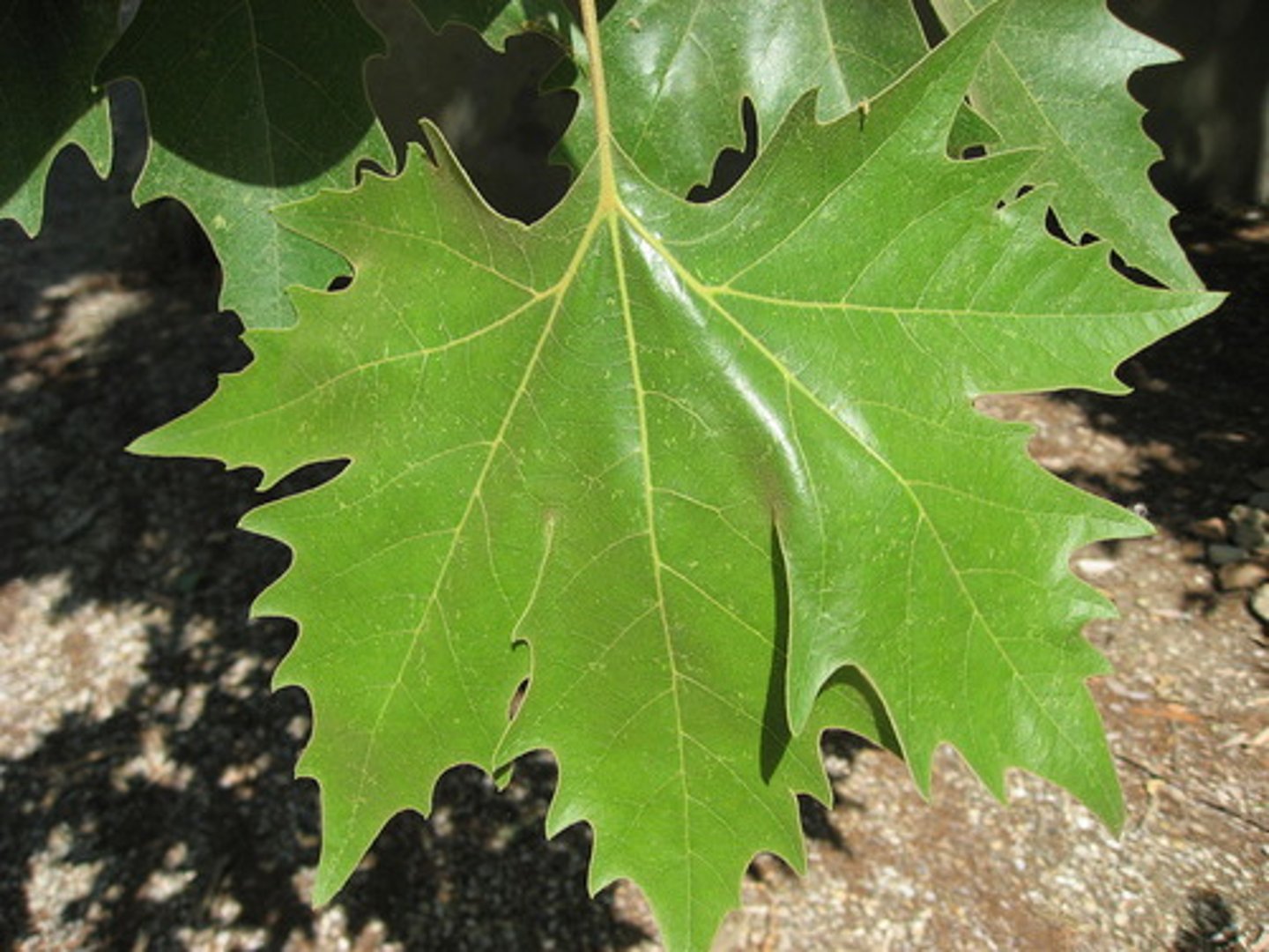 knowt flashcard image