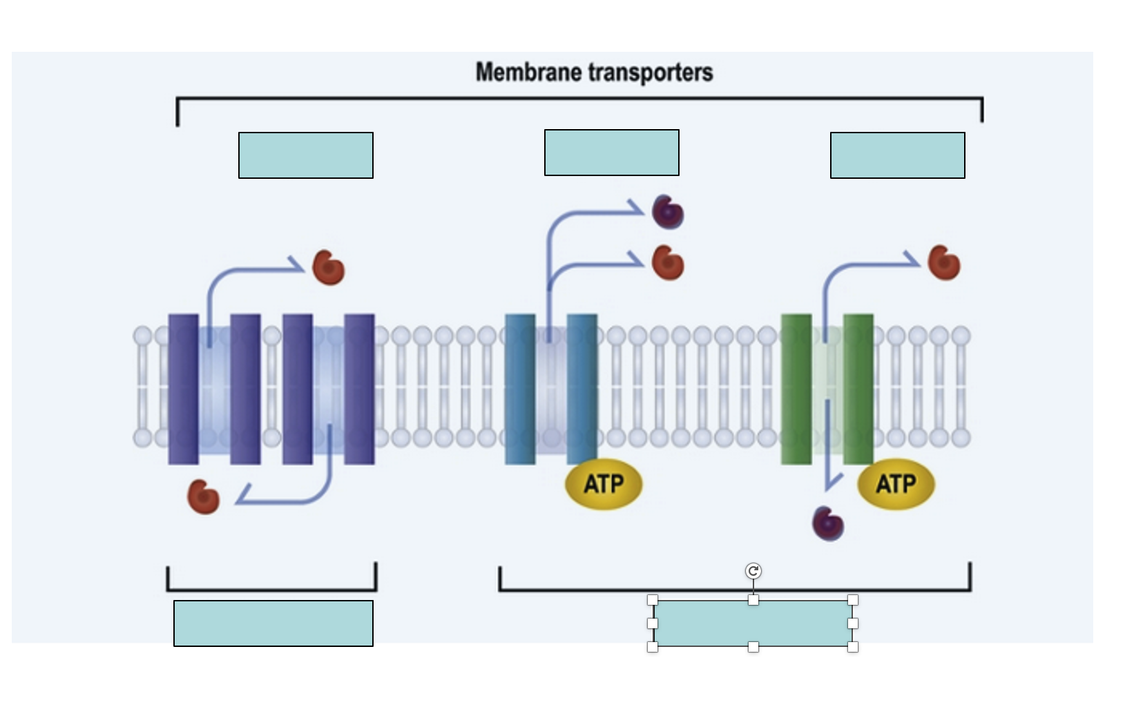 <p>LABEL what are the 3 primary types of membrane transporters</p>