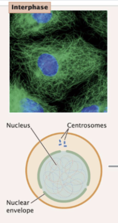 <p>First stage of cell cycle; <span style="background-color: transparent;"><span>extended period of growth and development between cell divisions (cell usually spends most of its time in interphase)</span></span></p><ul><li><p><span style="background-color: transparent;"><span>DNA is being synthesized, RNA and proteins are being produced, and hundreds of biochemical reactions necessary for cellular functions are taking place</span></span></p></li><li><p><span style="background-color: transparent;"><strong><span>Growth and development</span></strong></span></p></li><li><p><span style="background-color: transparent;"><span>Several checkpoints</span></span></p></li></ul><p></p><p>3 stages of interphase:</p><p>1) G1 (gap 1)</p><p>2) S (DNA synthesis)</p><p>3) G2 (gap 2)</p>