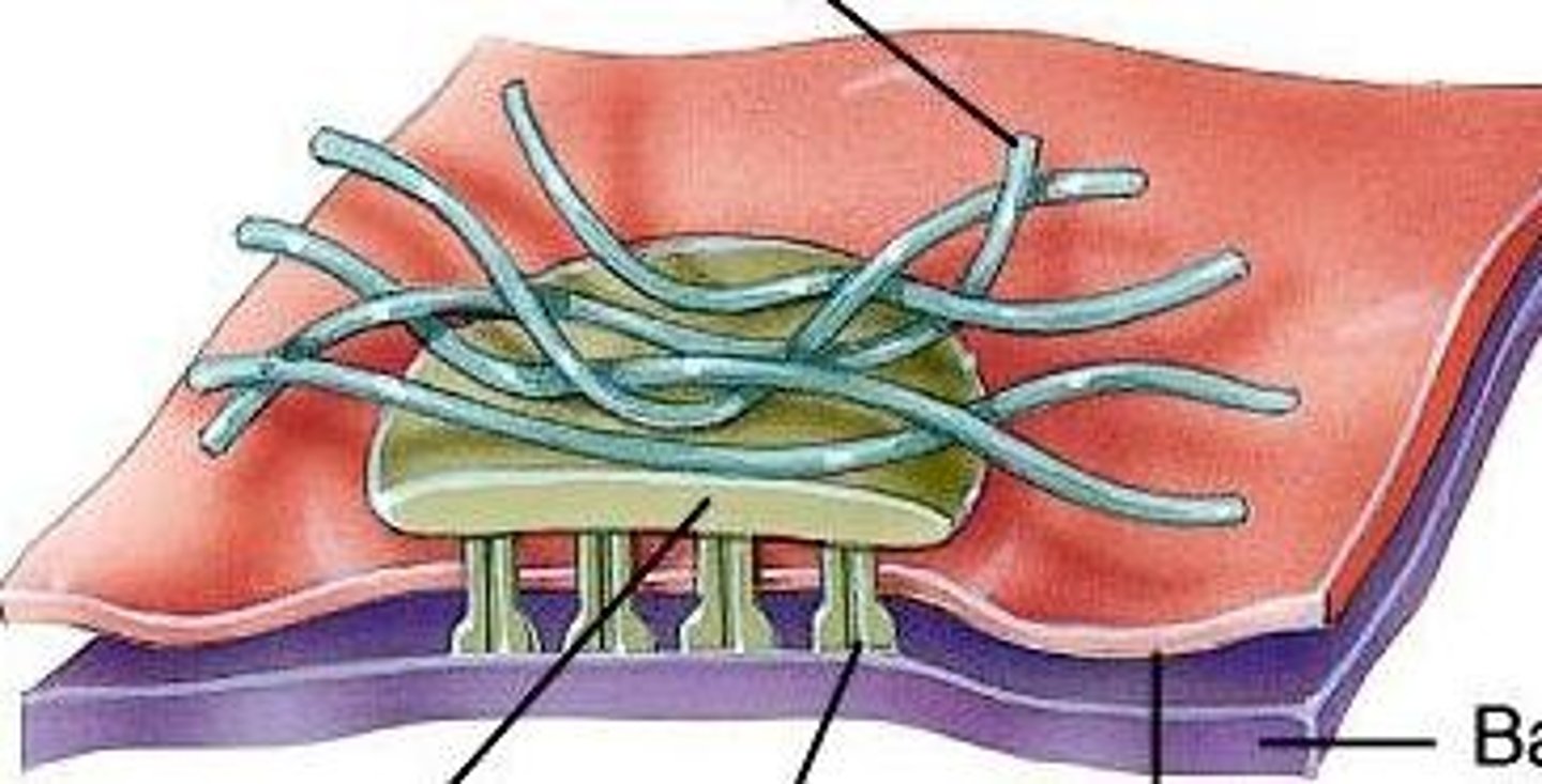 <p>Half a desmosome</p><p>Connect cells to extracellular material</p><p>- basement membrane</p>