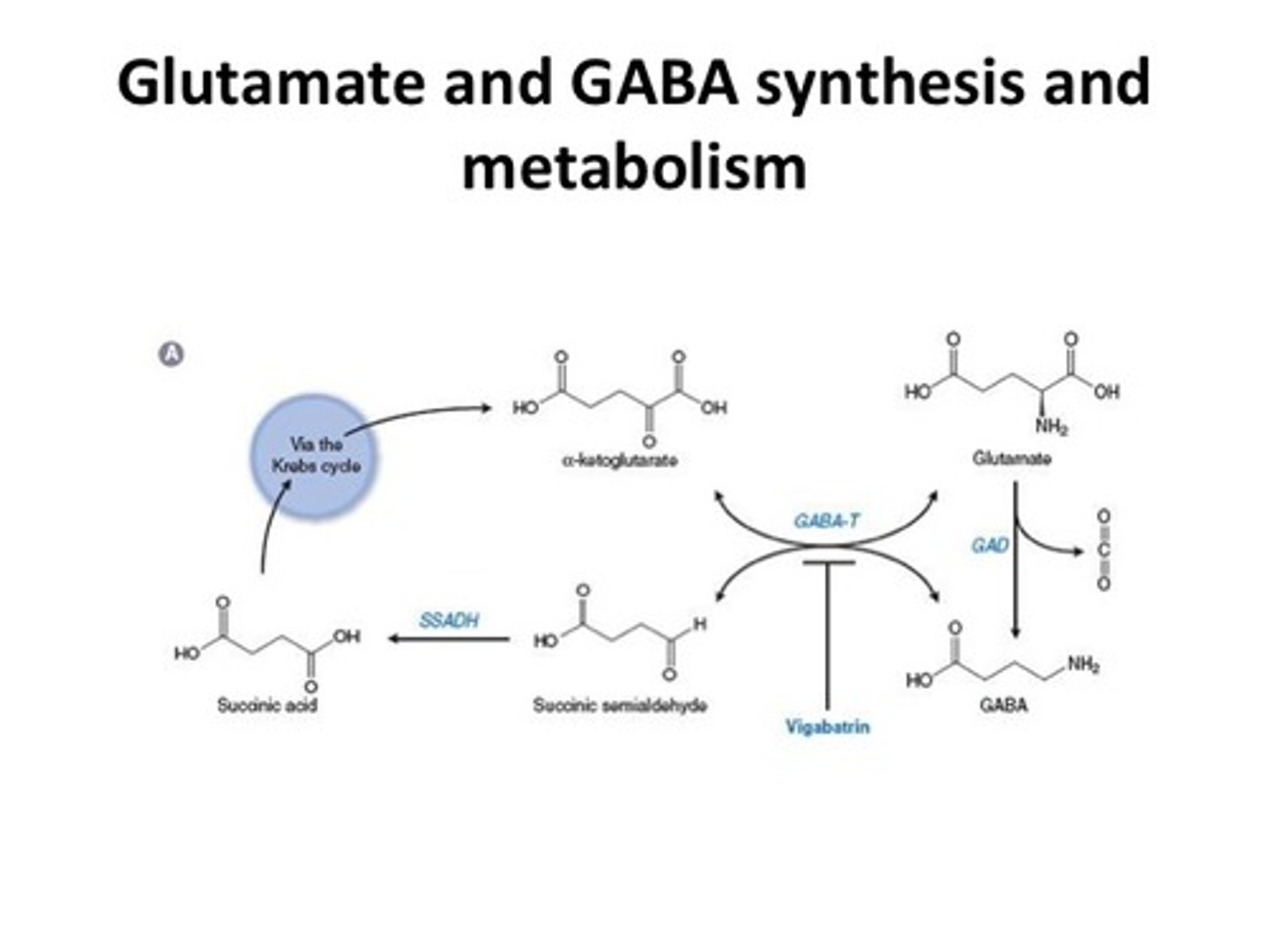 <p>GABA is converted into succinic semialdehyde via GABA-T (GABA transaminase).</p><p>Succinic acid semi-aldehyde is then converted into succinate via succinic dehydrogenase.</p>