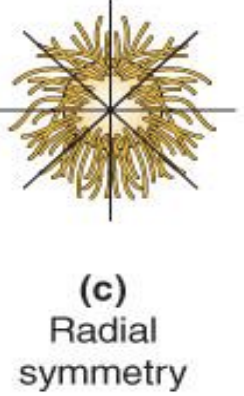 parts arranged around and radiate outward from central axis that is shaped like pie, wheel, or column